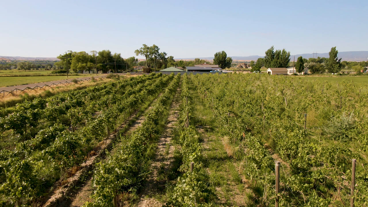 Wide green crop rows under a clear sky