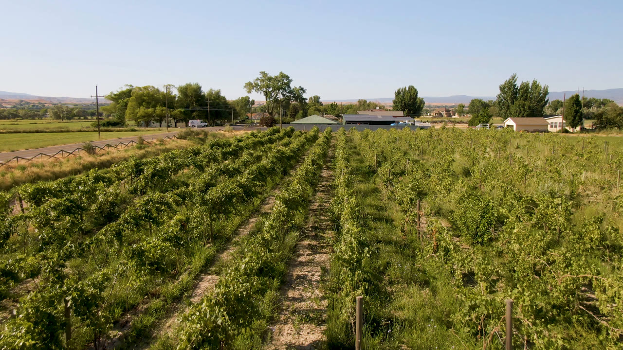 Wide elevated view of green crop rows in Palisades, Colorado, with dry paths, trees, low buildings, distant hills, blue sky, and no visible people.