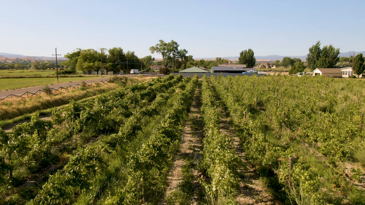 Wide elevated view over green crop rows in Palisades, Colorado, with a dirt lane, trees, small rural buildings, distant hills, clear sky, and no visible people.