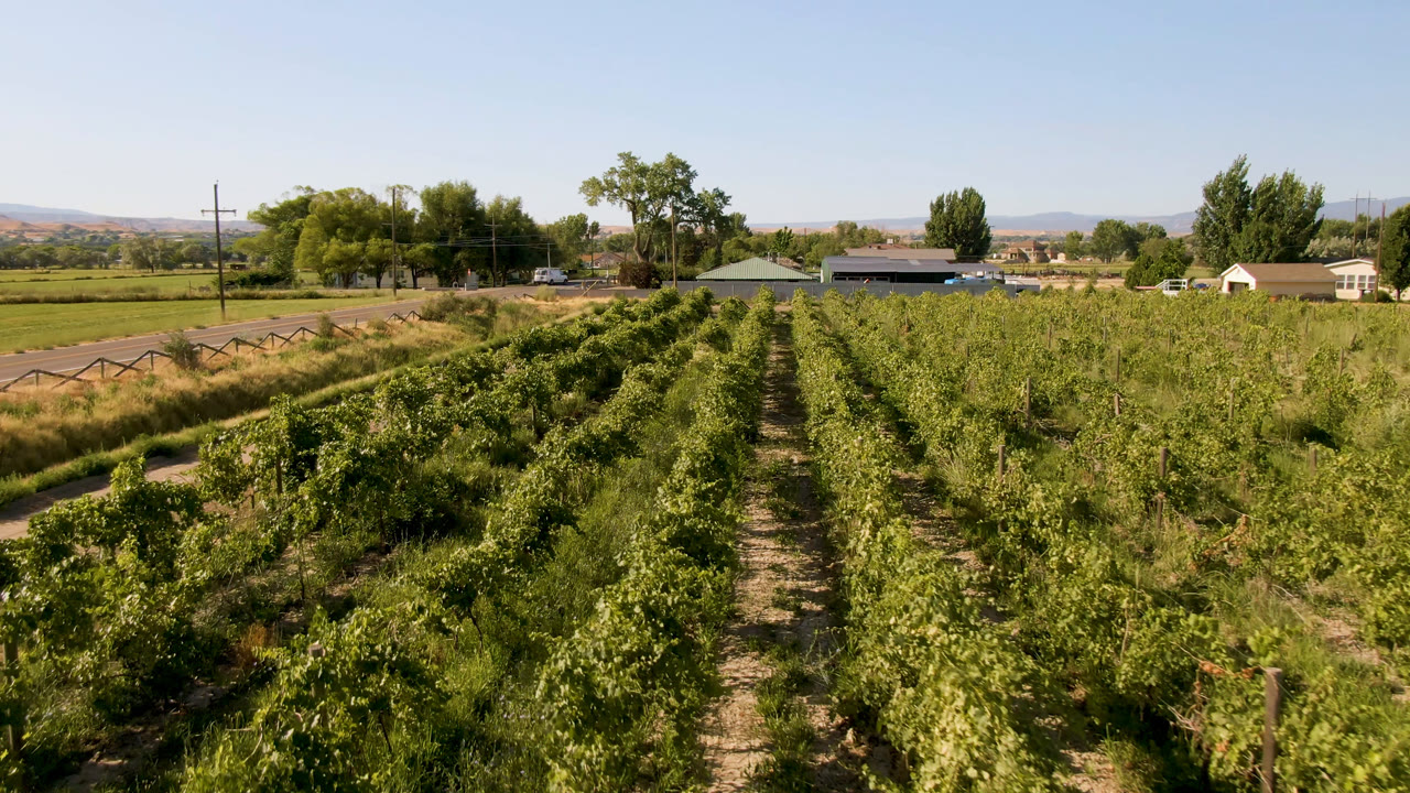 Rows of green crops lead toward a road, trees, and low hills.
