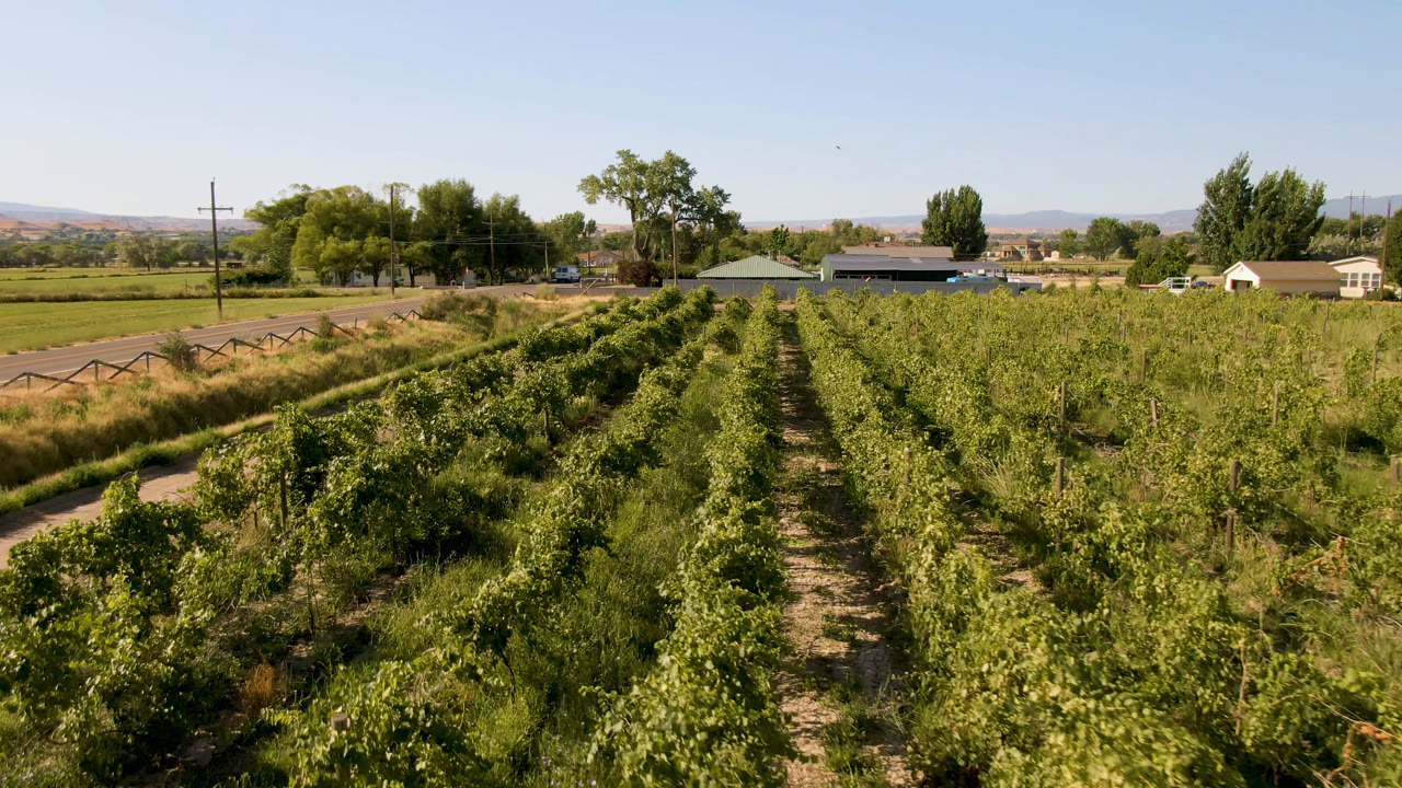 Palisades, Colorado crop field under bright daylight, with dense green rows in the foreground, houses and trees across the road, low hills behind them, and no visible people.