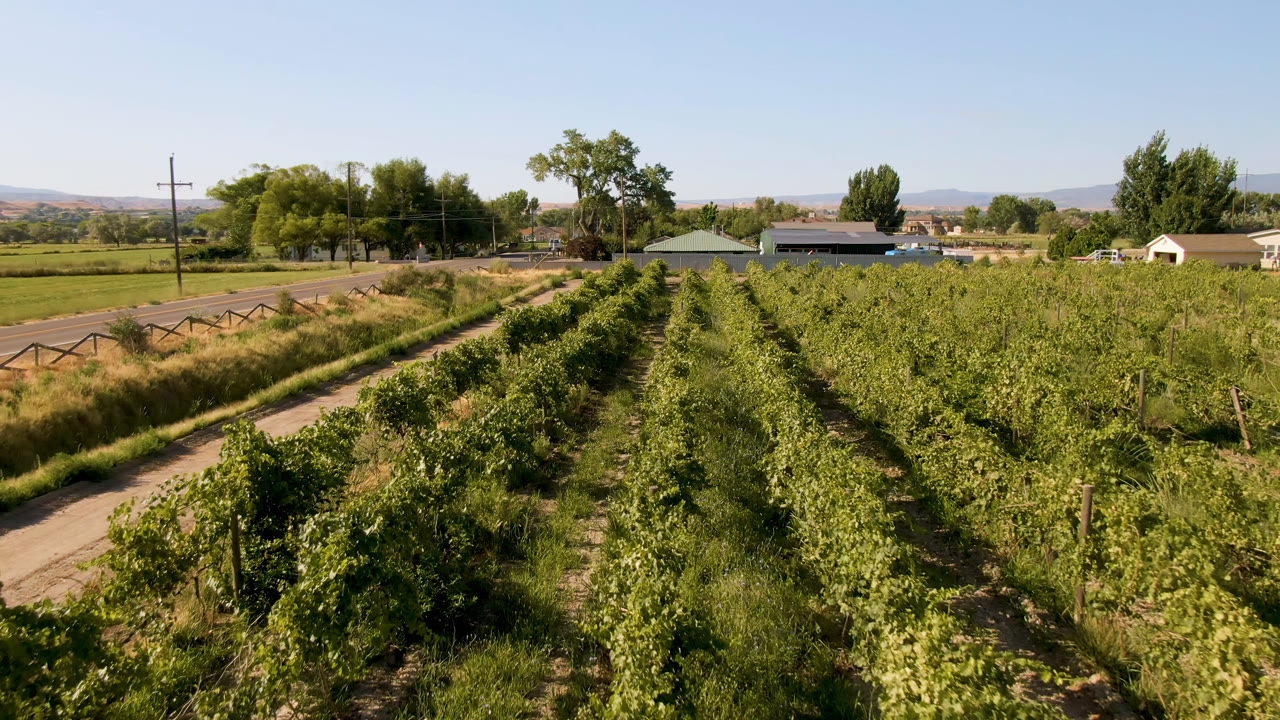 Opening frame of Palisades, Colorado farmland with green crop rows in the foreground, a dirt road at left, trees and small buildings beyond, distant hills, and no visible people.