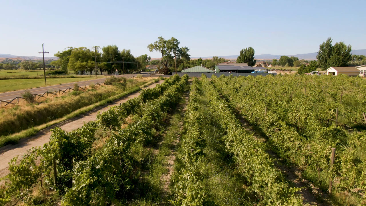 Elevated farmland view with crop rows, road, trees, and distant hills.