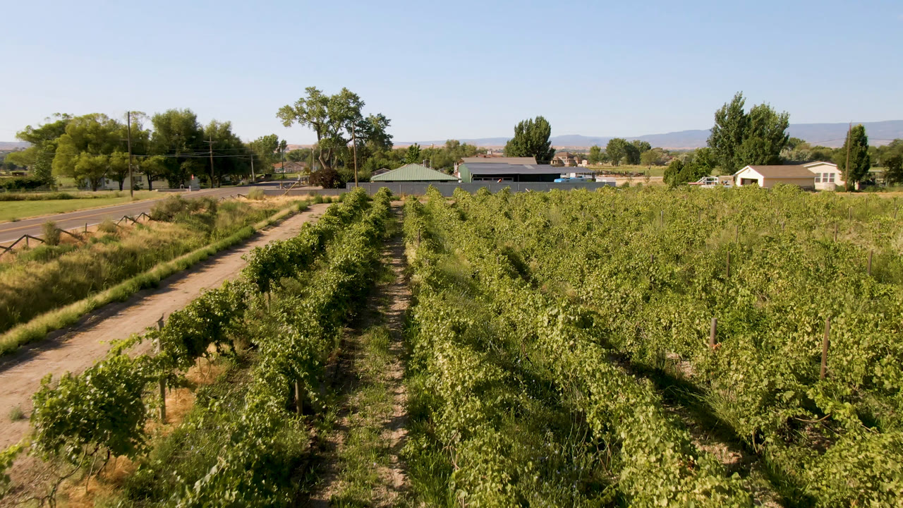 Opening frame of green plant rows in Palisades, Colorado, with a dirt lane at left, trees and low buildings beyond, distant hills, blue sky, and no visible people.