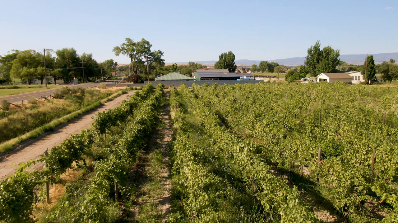 Green field rows lead toward trees, a road edge, and low buildings under clear sky.