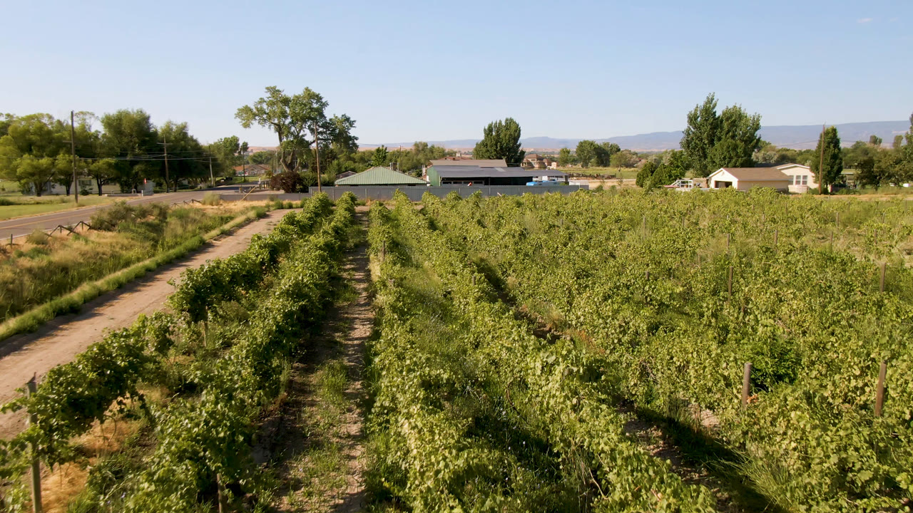 Mid-clip frame of a leafy Palisades, Colorado field, where planted rows fill most of the view and low farm buildings, trees, and mountains sit along the horizon with no visible people.