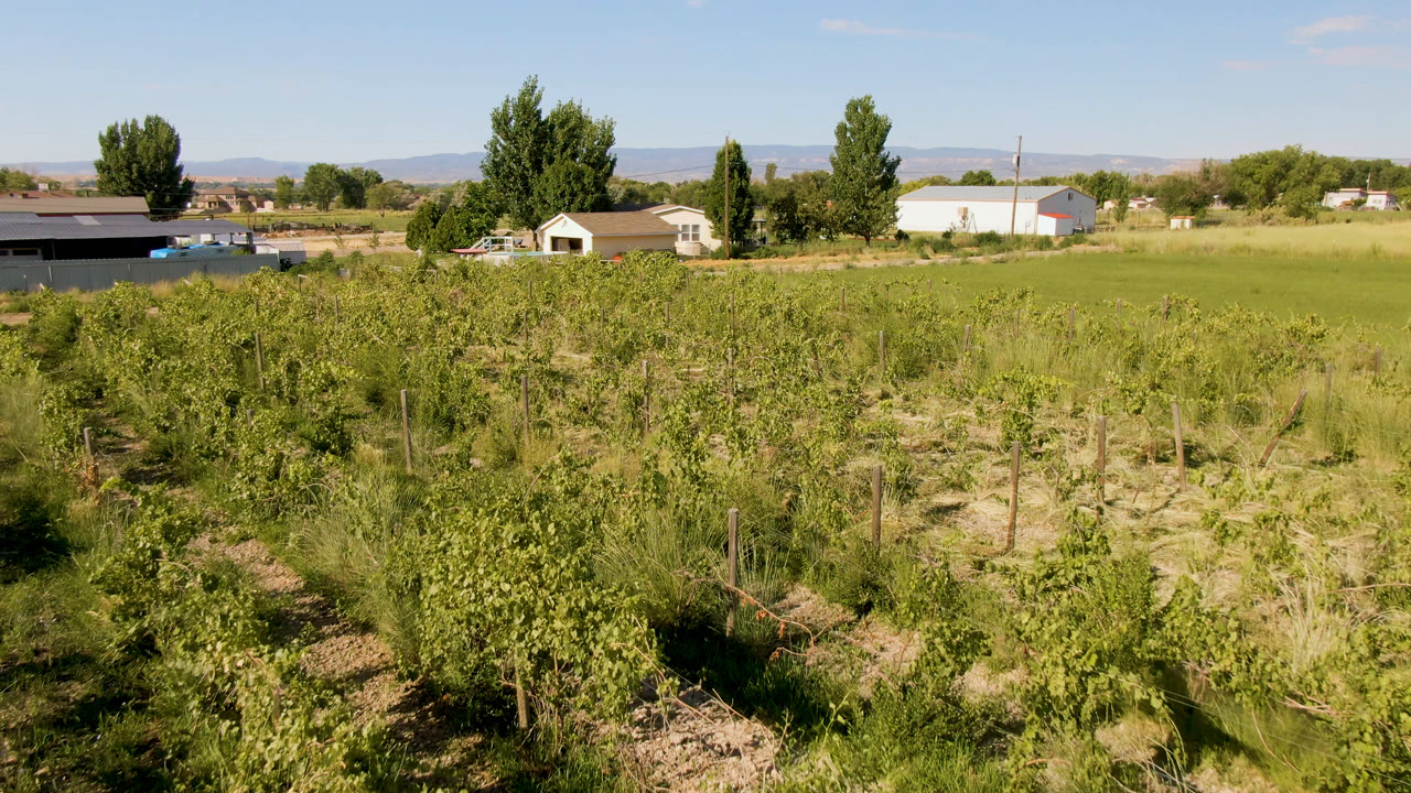 Opening frame of a Palisades, Colorado field with green fruit trees in the foreground, a small house and farm buildings beyond, distant hills, blue sky, and no visible people.