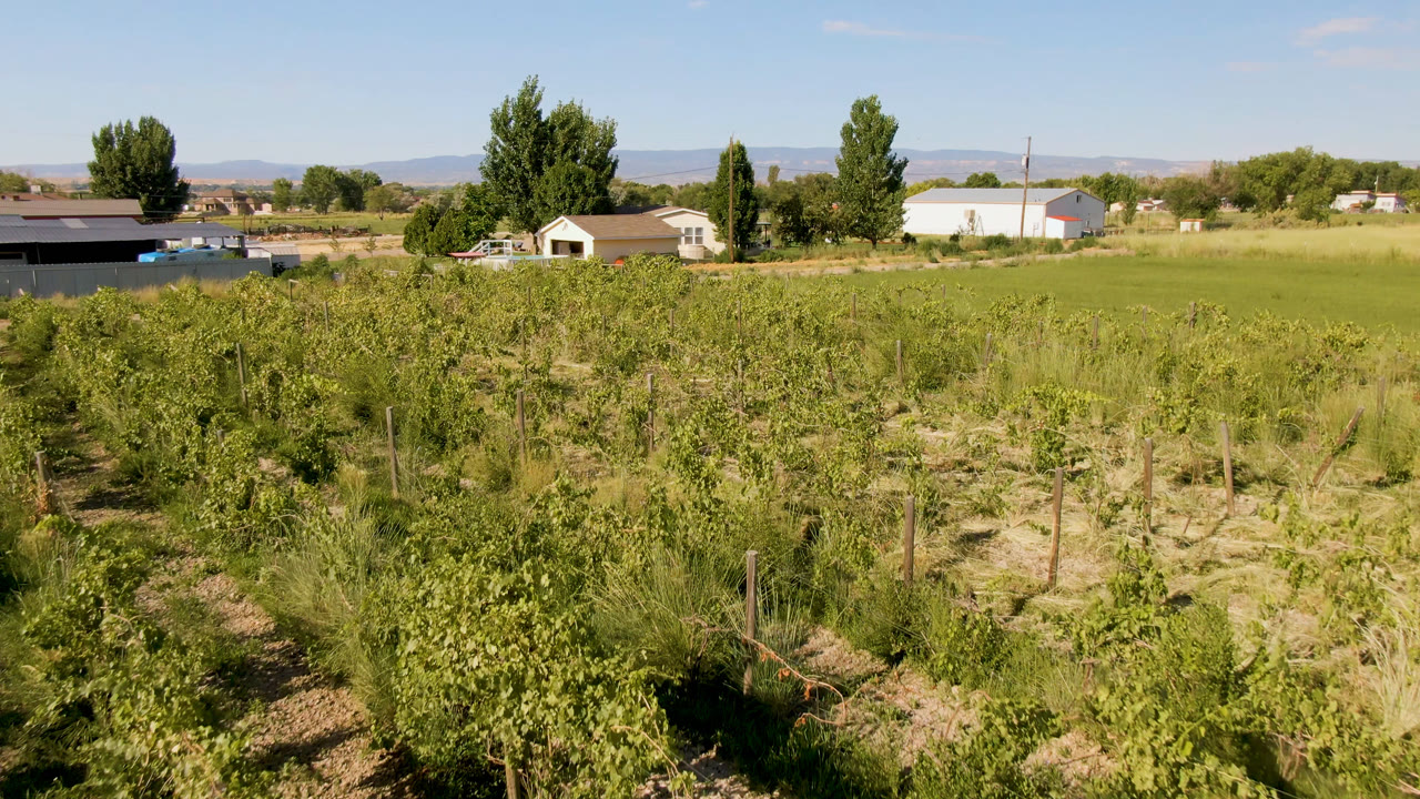 Fruit tree rows and grass with a small house and sheds in the distance.