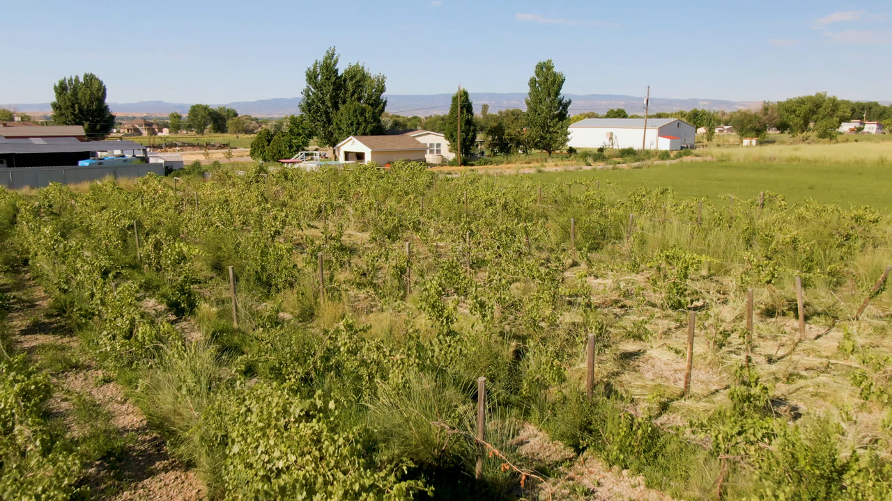 Third frame presents a wide Palisades, Colorado farm view with fruit trees and grass across the foreground, small buildings and tall trees midframe, distant hills, and no visible people.