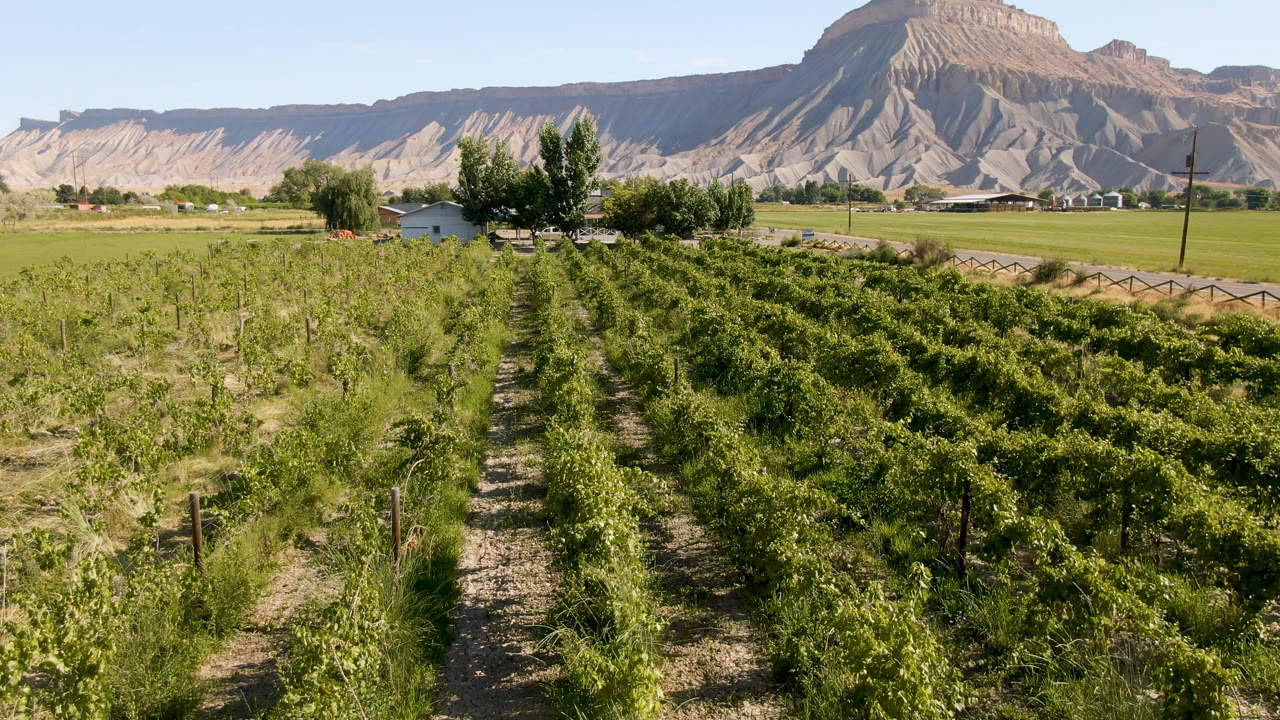 Wide view of Palisades, Colorado crop rows beside a dirt path, with trees, a small house, open fields, and pale mountains under clear sky, with no visible people.
