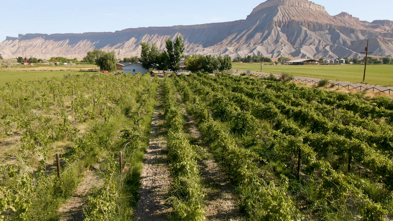 Rows of green plants stretch toward trees and a mountain ridge.