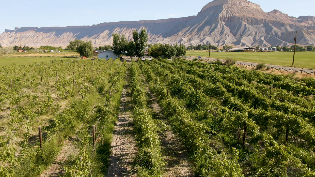 Wide Palisades farm frame with leafy rows across the foreground, a small structure and trees near the road, open green fields, and layered dry mountains in the distance, with no visible people.