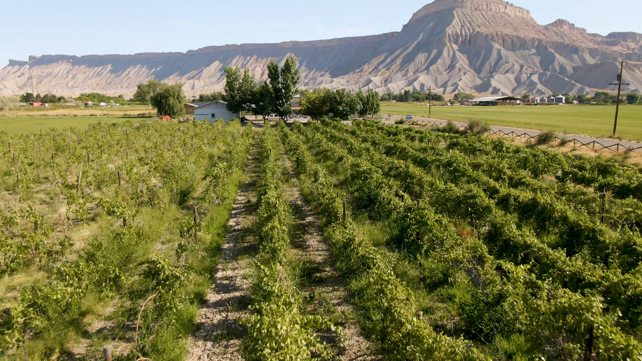 A Palisades, Colorado vineyard row leads toward trees, small houses, a fence, and a pale mountain backdrop in bright daylight, with no visible people.