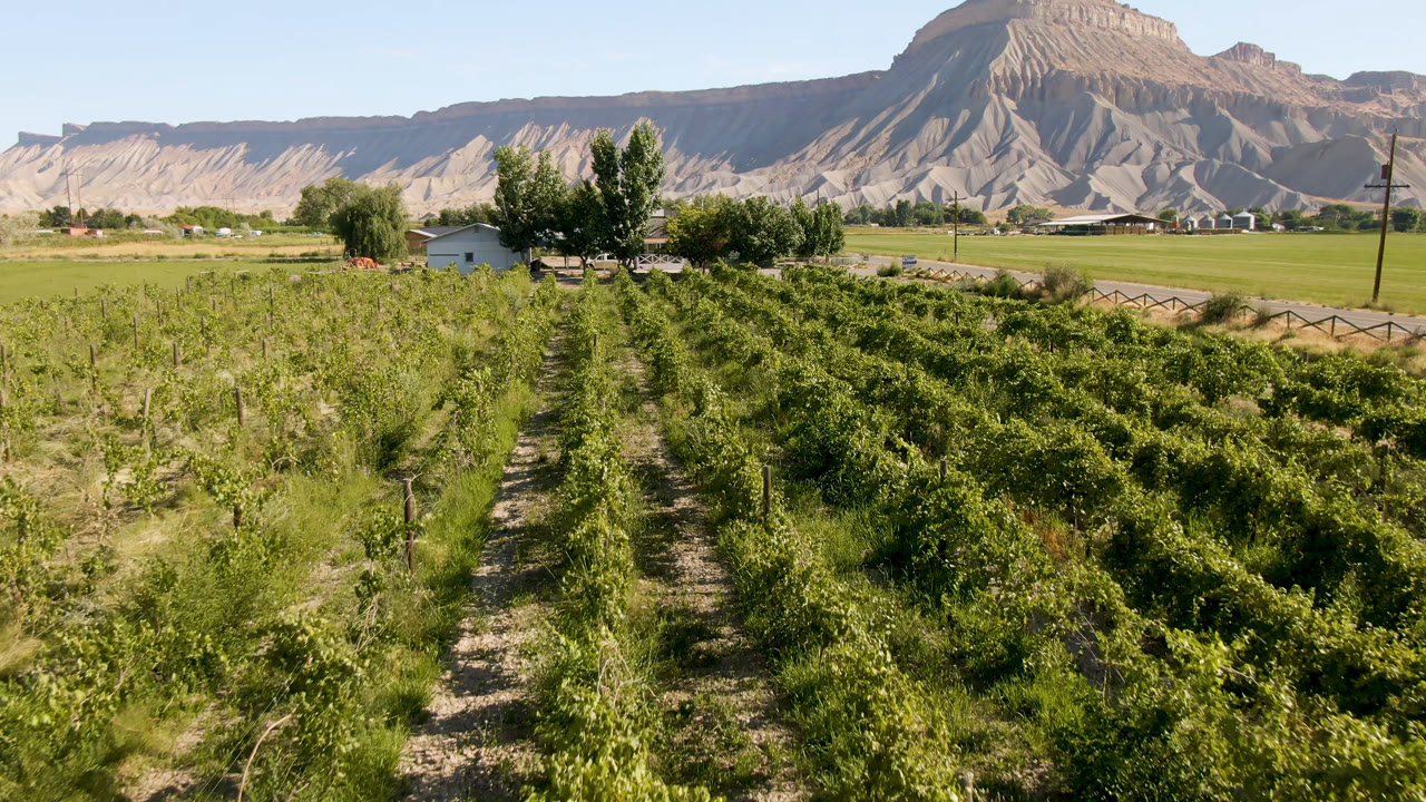 Sunlit vineyard rows with a gravel lane, trees, homes, and a mountain beyond.