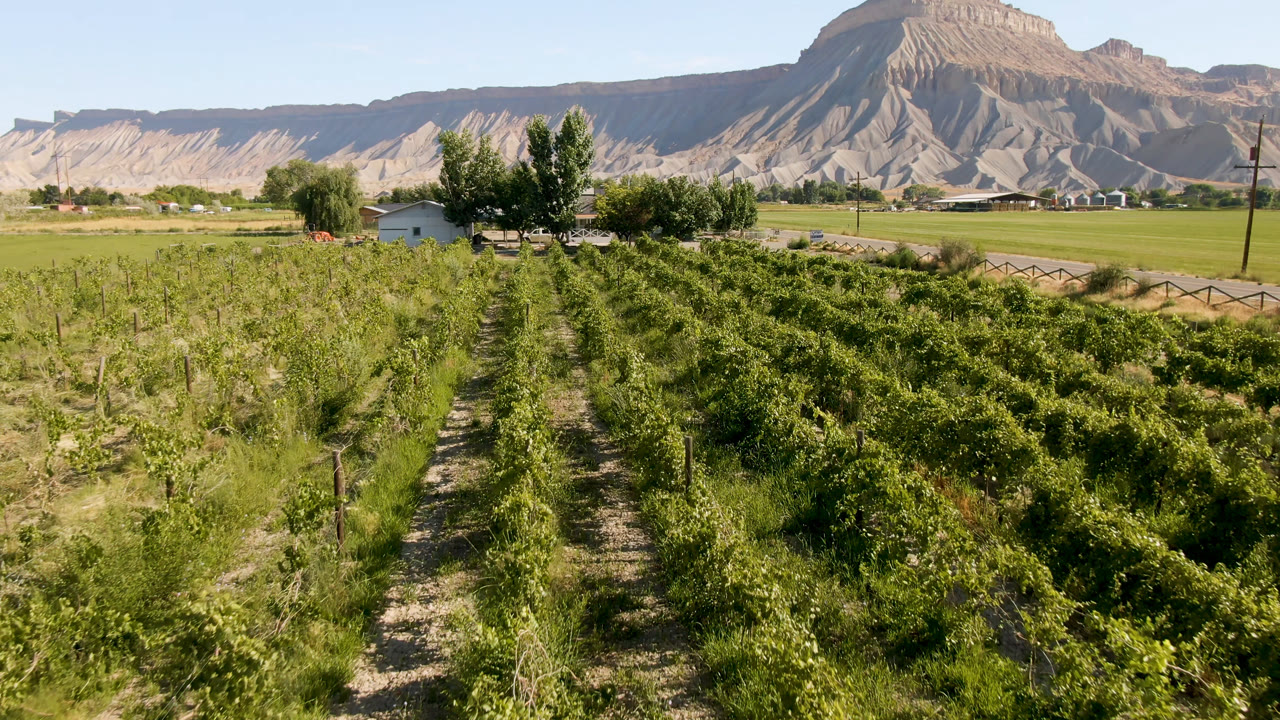 A later frame shows the same Palisades, Colorado vineyard from a slightly lower-left view, with dense green rows, a gravel path, nearby houses, trees, fencing, and a broad mountain face, with no visible people.