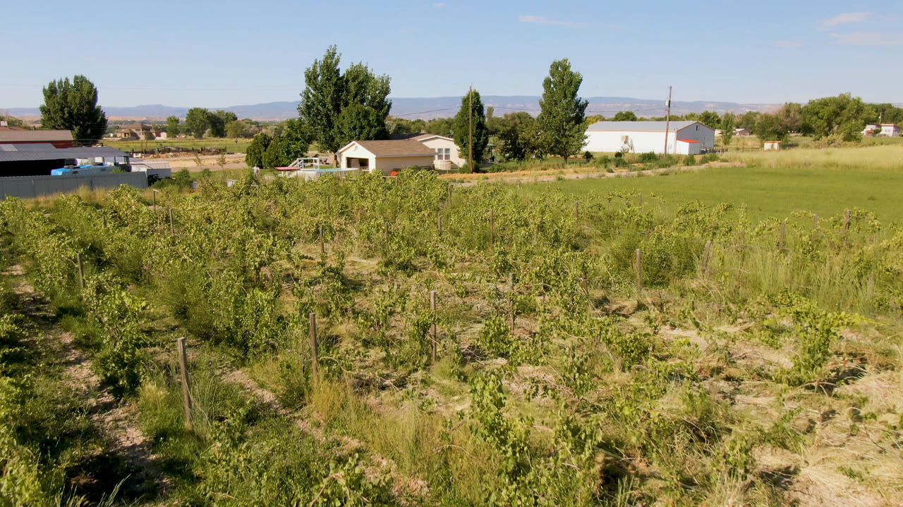 Wide elevated view of a Palisades, Colorado field with low fruit trees in the foreground, green grass beyond, distant buildings, tall trees, faint mountains, and no visible people.