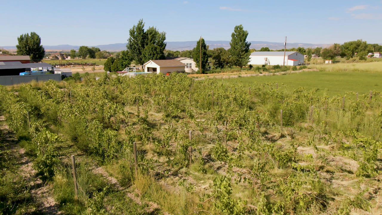 Elevated Palisades, Colorado view over uneven rows of fruit trees, a green field, small rural structures, tall boundary trees, hazy mountains, and no visible people.
