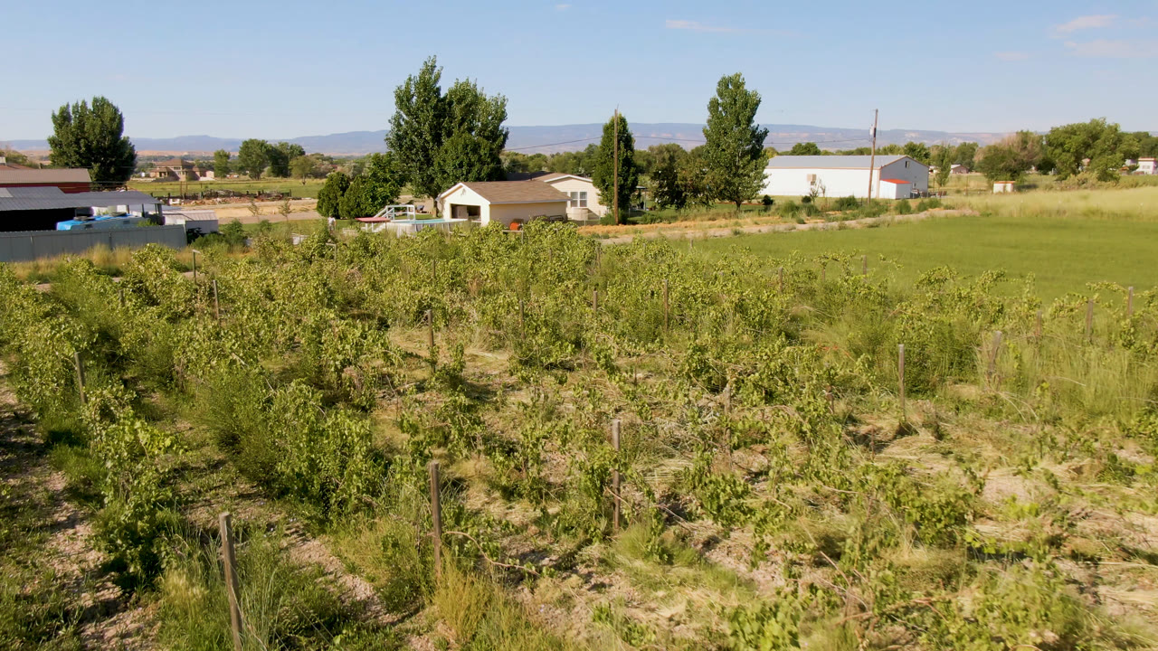 Palisades, Colorado farm field seen from above with scrubby fruit trees, dry ground patches, green pasture, distant houses or farm buildings, tall trees, and no visible people.