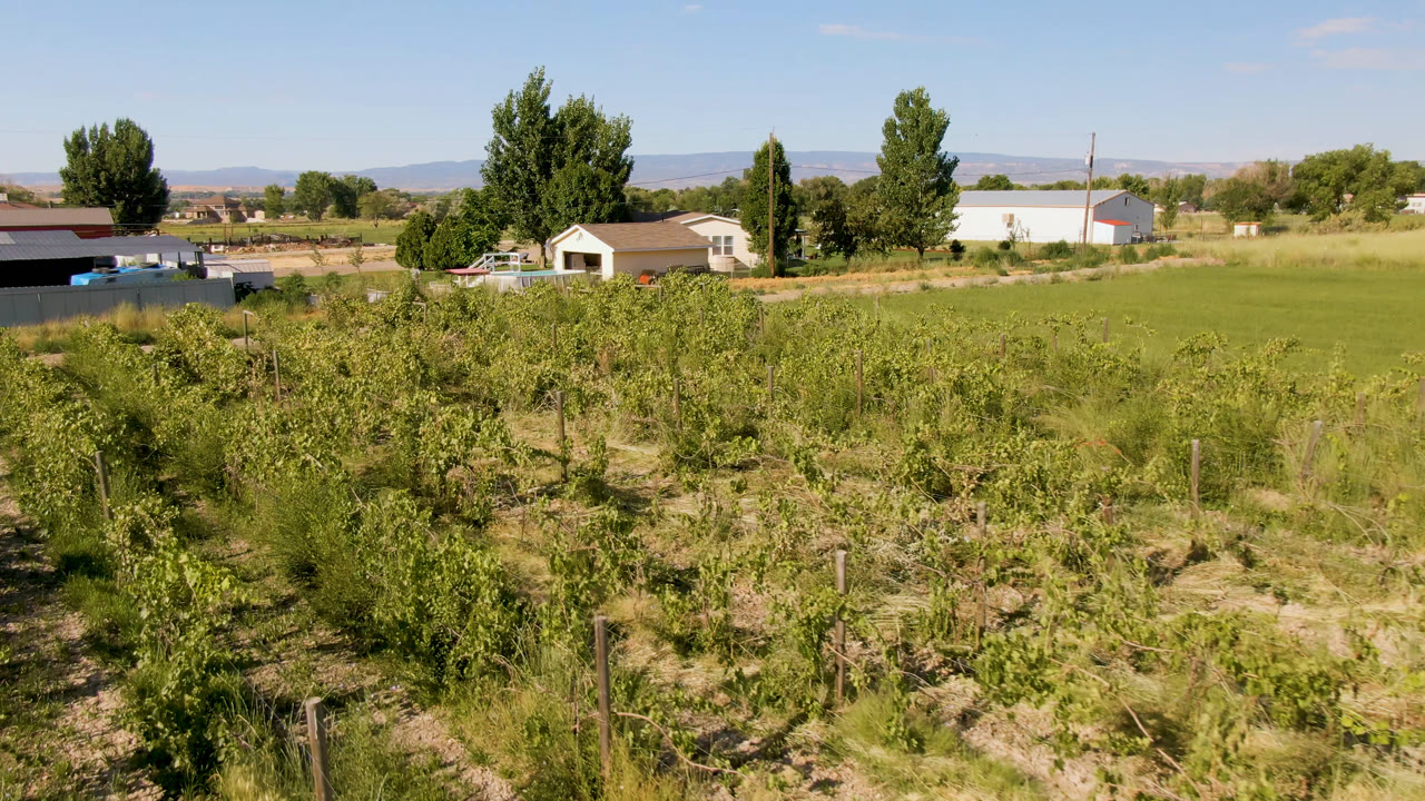 Wide view of a green field behind low orchard trees and rural buildings.
