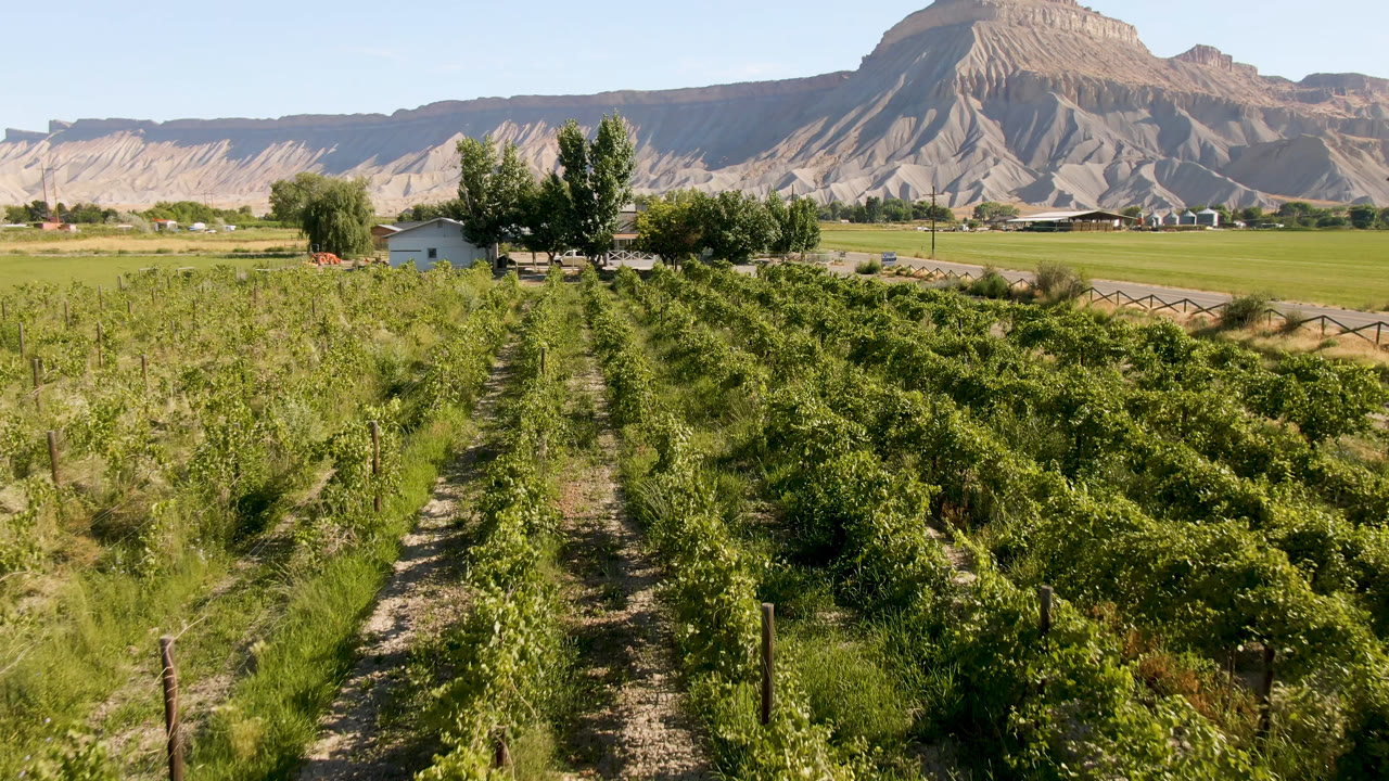 Wide Palisades, Colorado farm view with green plant rows, a dirt track, trees, a small building, distant fields, a mountain ridge, and no visible people.