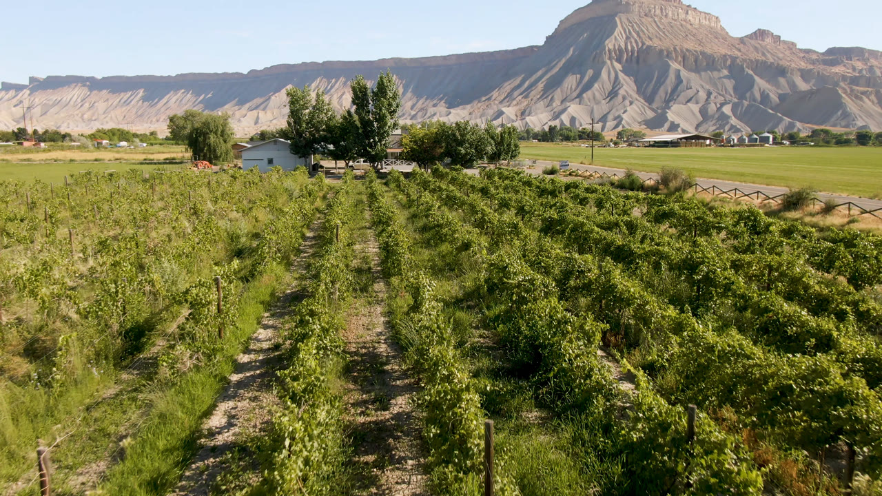 Farm rows and trees facing a pale cliff line