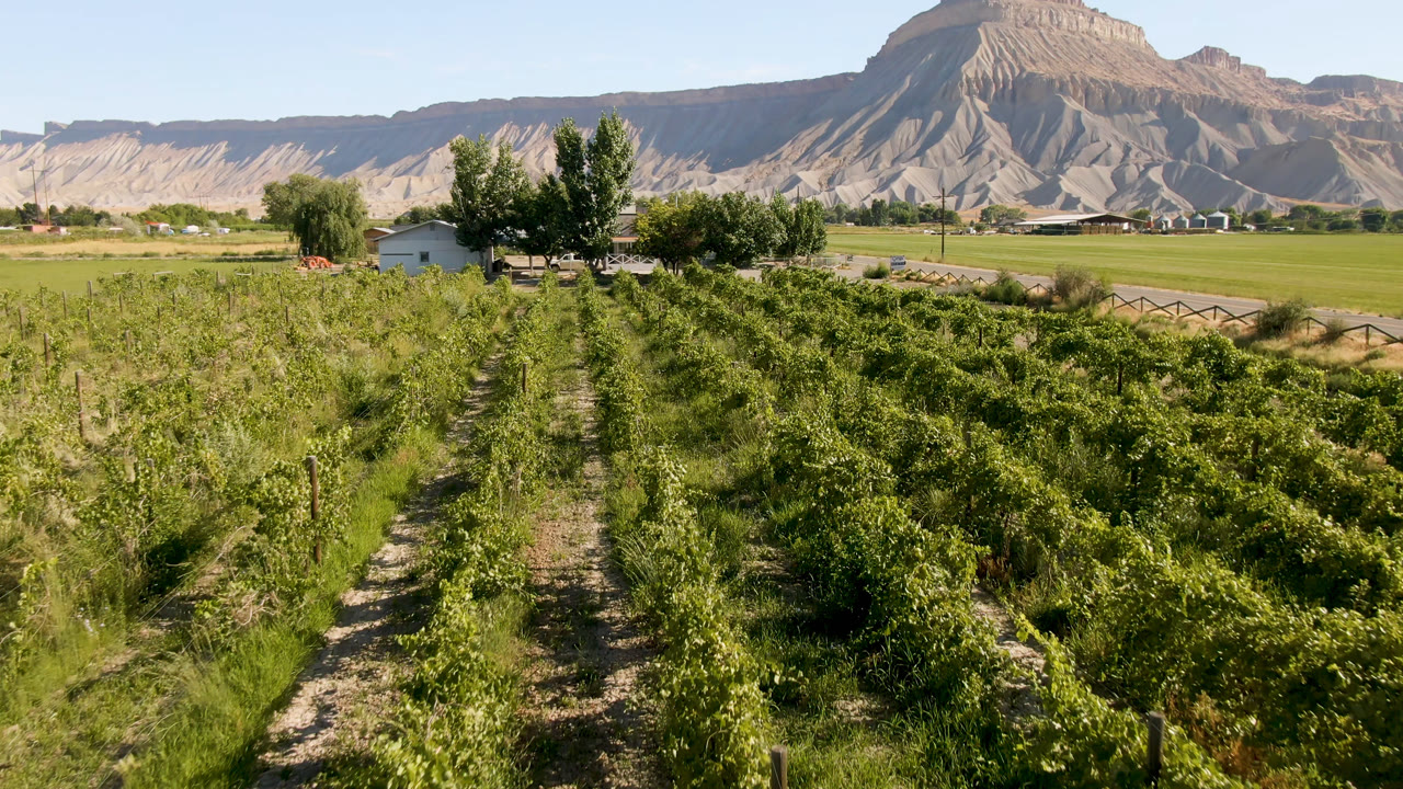 Wide daytime view in Palisades, Colorado showing vineyard-like plant rows, fence posts, a road or path, farm buildings in the distance, a large mountain ridge, and no visible people.