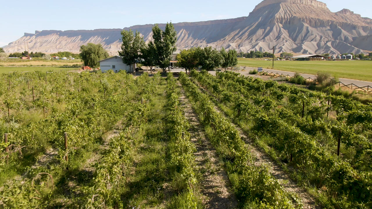 Wide view of green planted rows in Palisades, Colorado, with a dirt aisle, roadside trees, small buildings, dry mountains, blue sky, and no visible people.