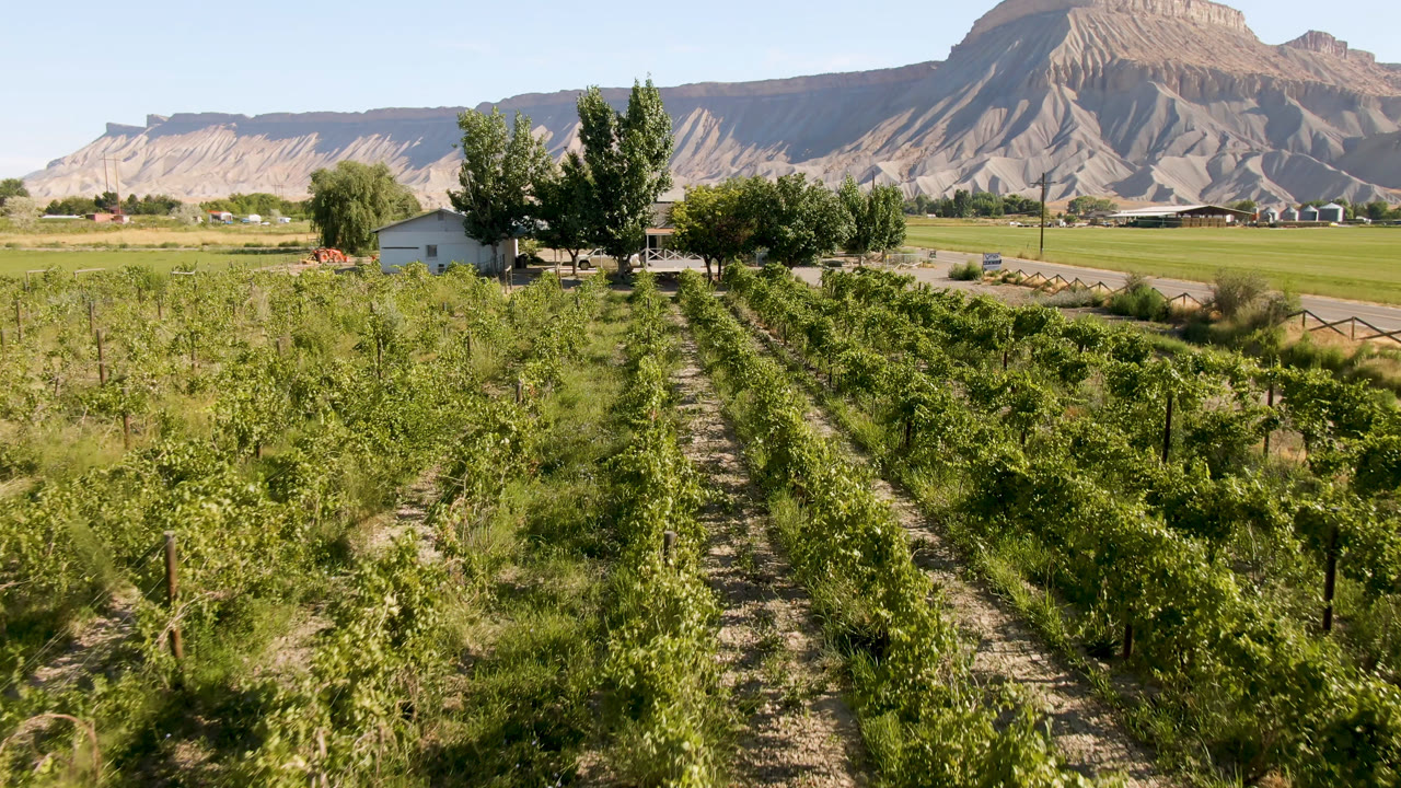 Palisades, Colorado field rows extend toward a cluster of trees and a light-colored building, with a broad dry mountain ridge under clear sky and no visible people.