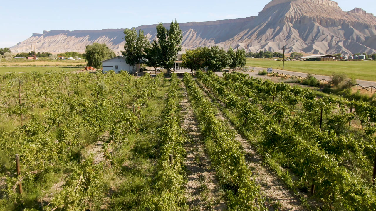 Green vines and uneven grass fill the foreground in Palisades, Colorado, with a road, scattered trees, low buildings, layered mountains, and no visible people.