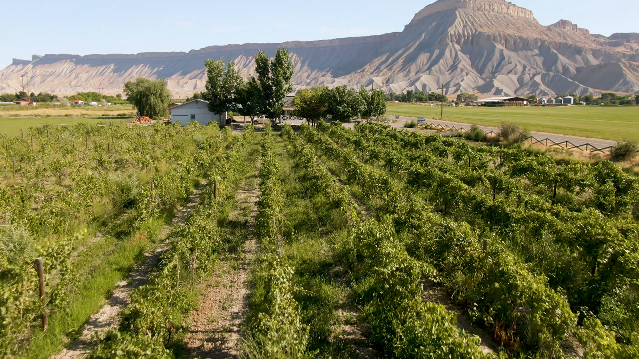 Green crop rows in Palisades, Colorado stretch toward trees, a small building, a road, and pale mountains under clear daylight, with no visible people.