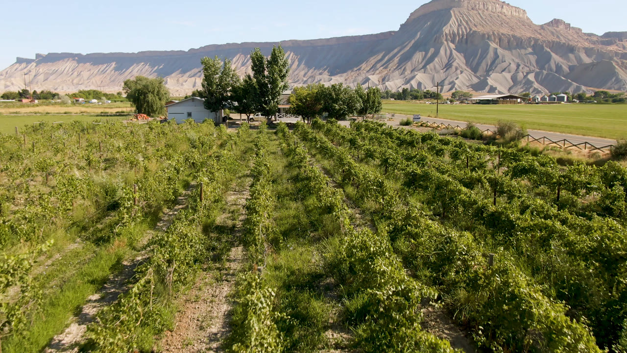 Rows of green plants fill the foreground with a road, buildings, trees, and mountains beyond.
