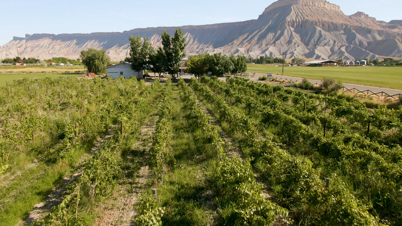 Crop rows and a central grassy lane in Palisades, Colorado lead toward tall trees, open pasture, distant houses, and layered mountains, with no visible people.
