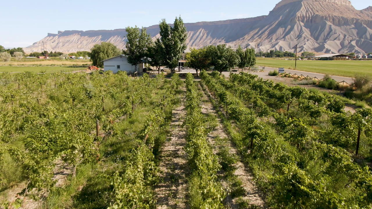 Green plant rows with a dirt path, trees, a small house, road, and mountains in the distance.