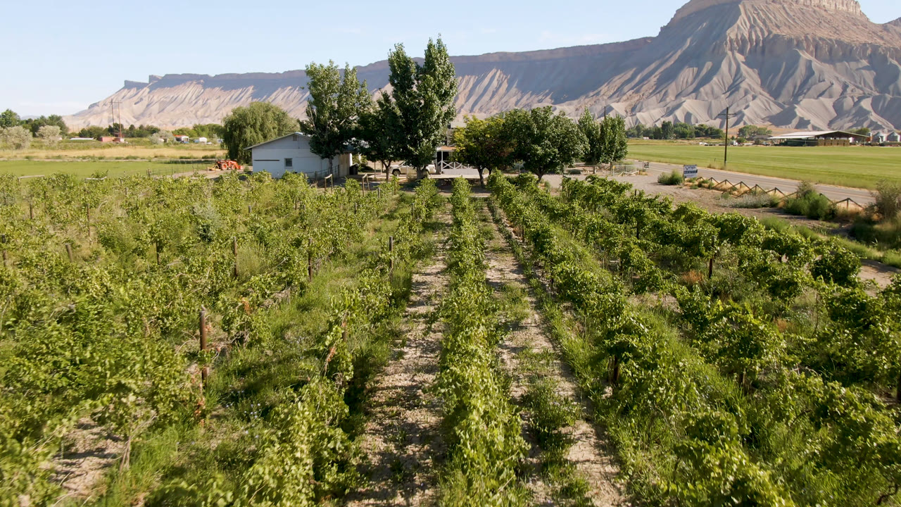 Second frame in Palisades, Colorado showing the green rows slightly farther along the field, with the small house and trees centered left, a road behind them, mountains beyond, and no visible people.