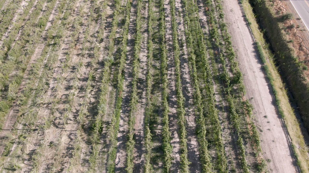 High aerial view of patterned crop or tree rows beside a narrow road in Palisades, Colorado, with bright daylight and no visible people.