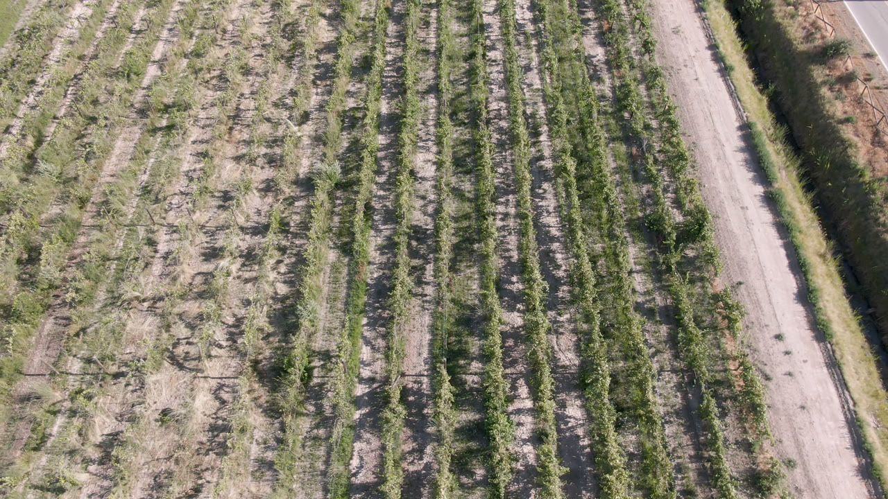 Aerial frame over Palisades, Colorado agricultural rows, with green plant lines, pale soil tracks, a roadside strip, and no visible people.