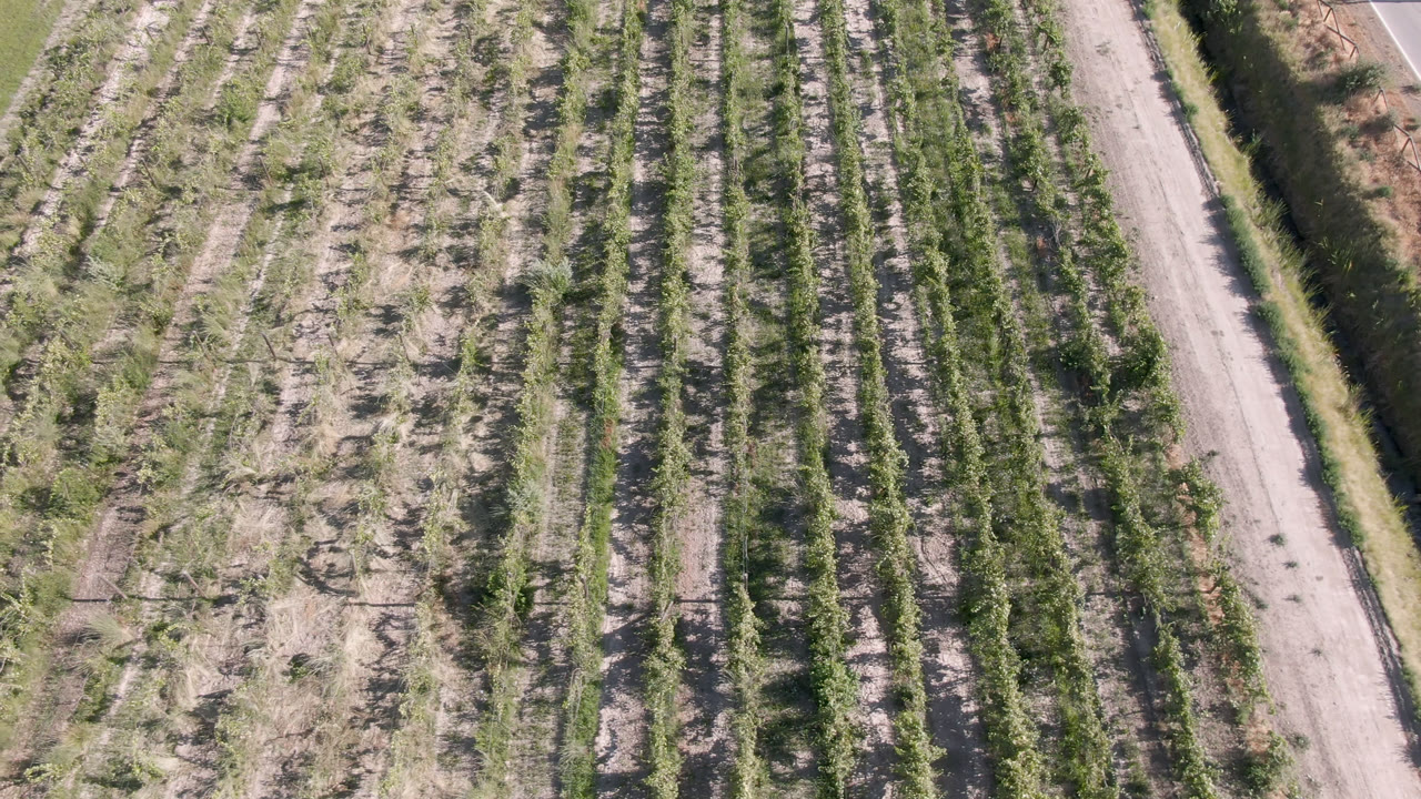 Aerial field rows with road along the right edge
