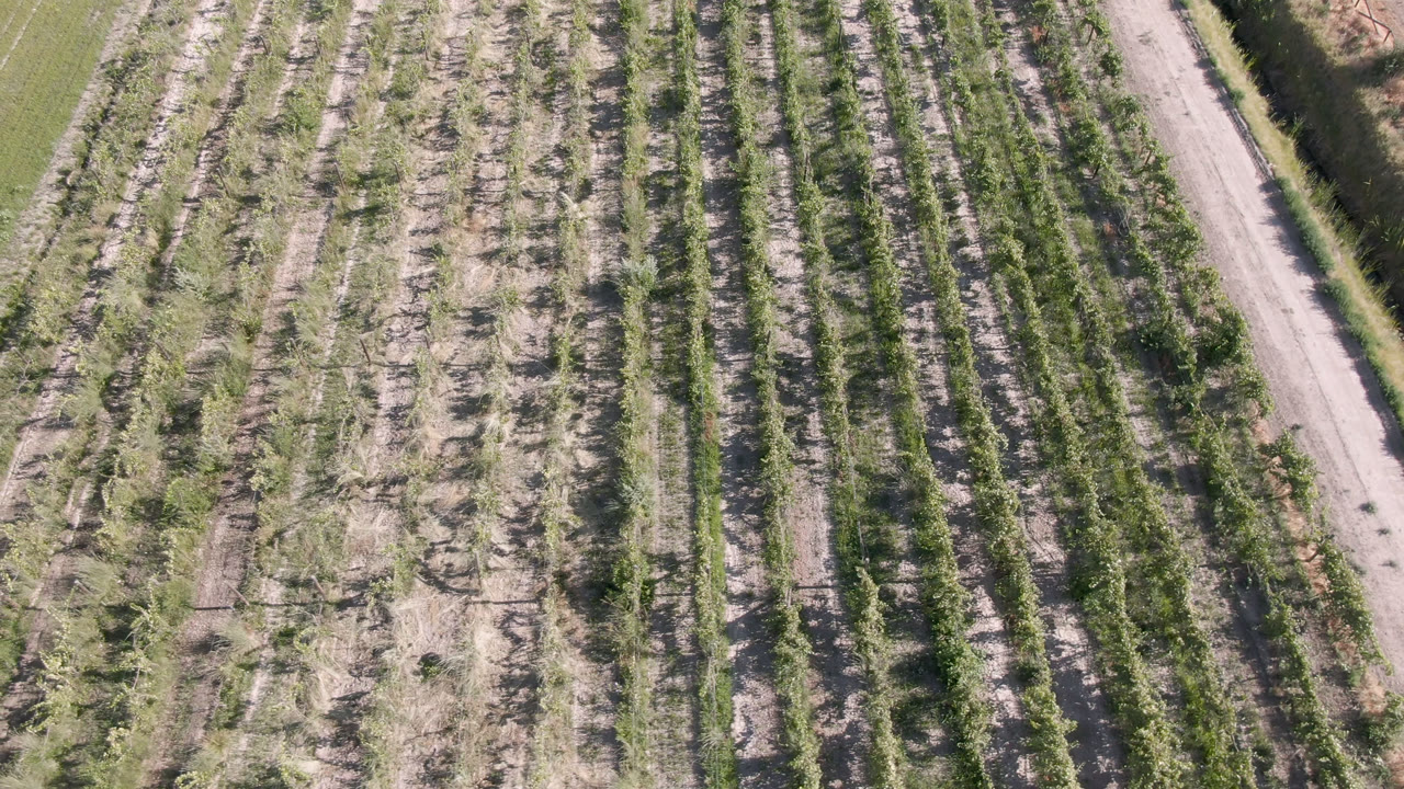 Overhead view of crop rows and a pale dirt road in Palisades, Colorado, with green plant lines, dry soil, and no visible people.