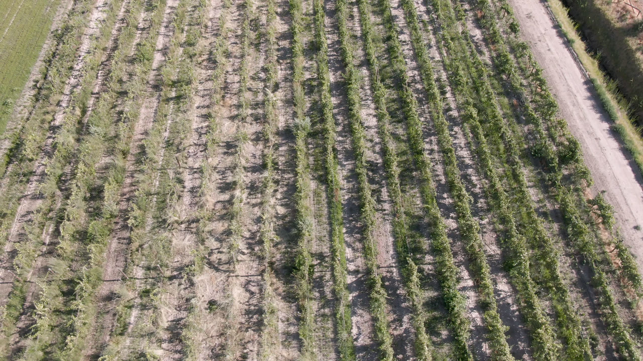 Aerial frame over parallel farm rows in Palisades, Colorado, with the dirt road running diagonally near the right edge and no visible people.