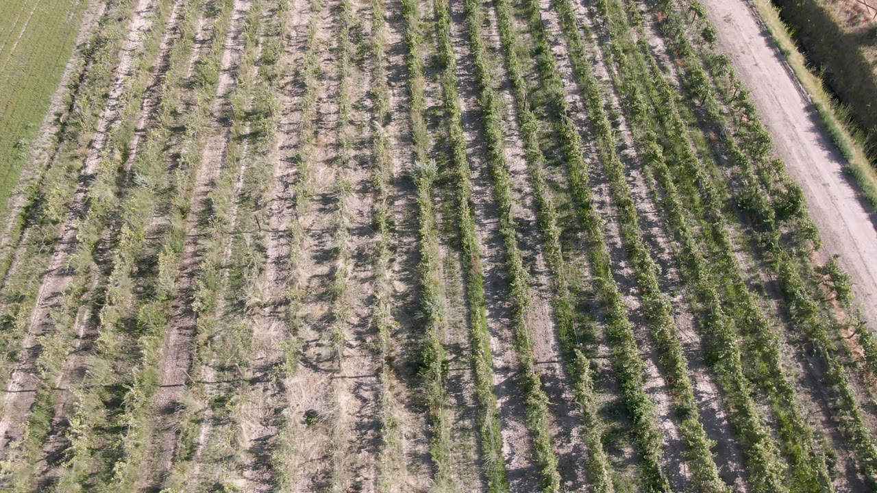 Top-down Palisades, Colorado field view with rows of crops, scattered small trees, pale bare soil, and no visible people.