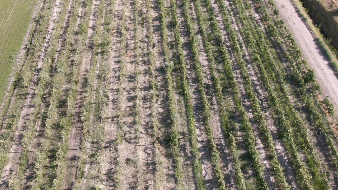 Aerial agricultural rows with road and water channel nearby.