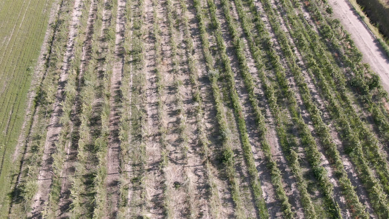 Overhead view of Palisades, Colorado farmland with parallel planted rows, pale soil, green field edges, and no visible people.