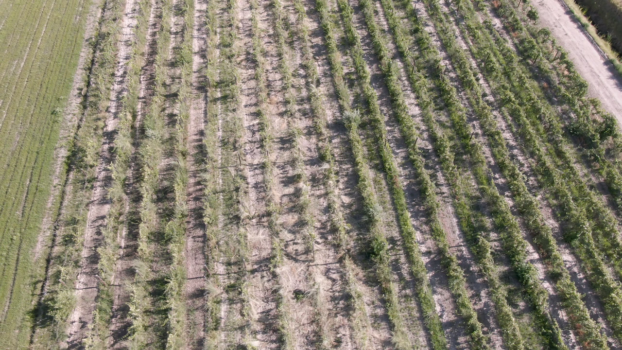 Aerial frame over Palisades, Colorado agricultural rows with a diagonal grassy boundary and no visible people.