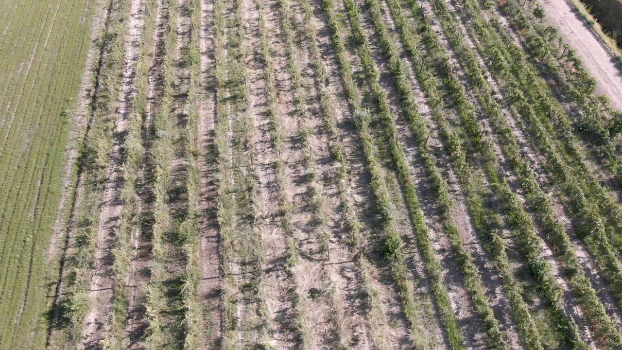 High drone view in Palisades, Colorado showing ordered rows of small trees or crops, green strips, exposed soil, and no visible people.