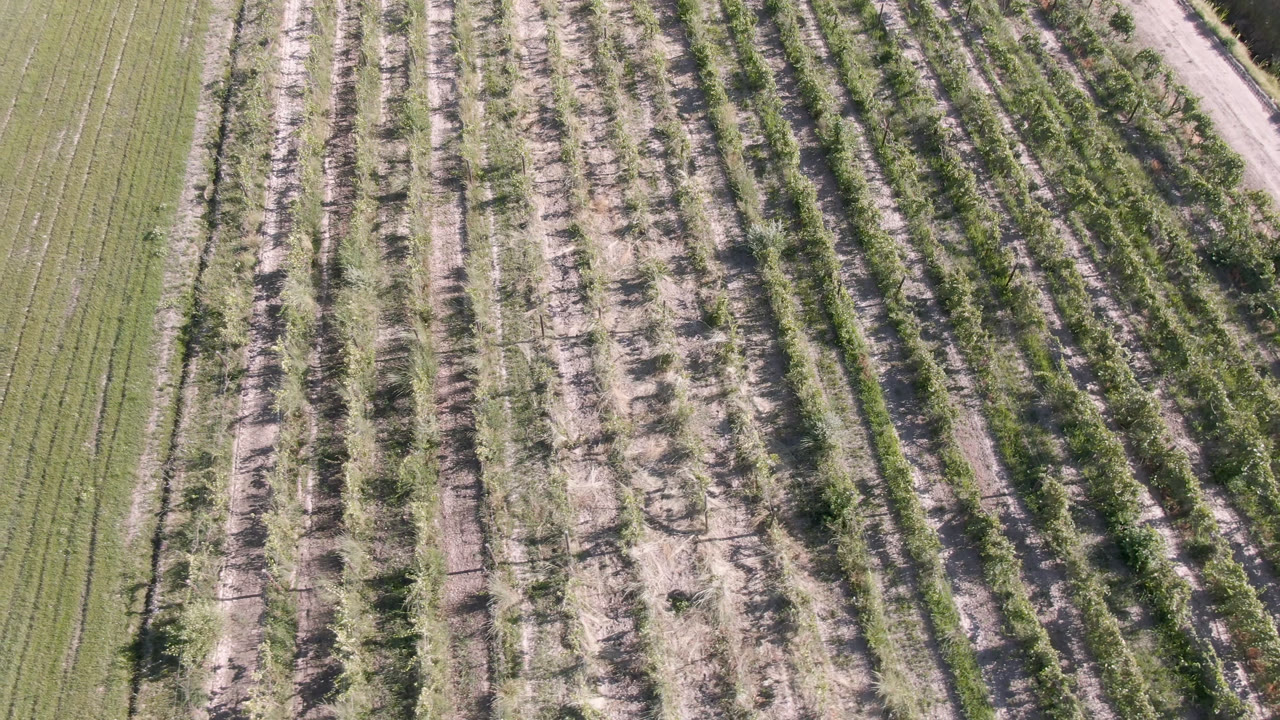 Overhead Palisades, Colorado farmland frame with crop rows running diagonally past a green field edge and no visible people.