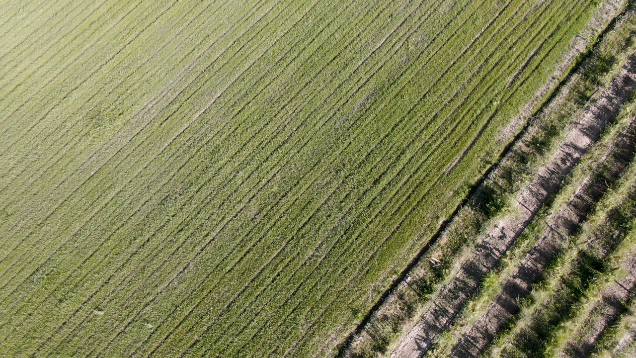 Top-down aerial frame over Palisades, Colorado crop rows, with a diagonal brush-lined dirt strip near the right side and no visible people.