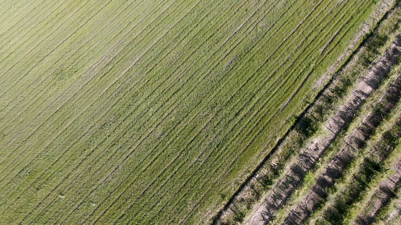 Overhead view of Palisades, Colorado farmland, with parallel crop tracks running diagonally and the brush-lined strip closer to the center, no visible people.