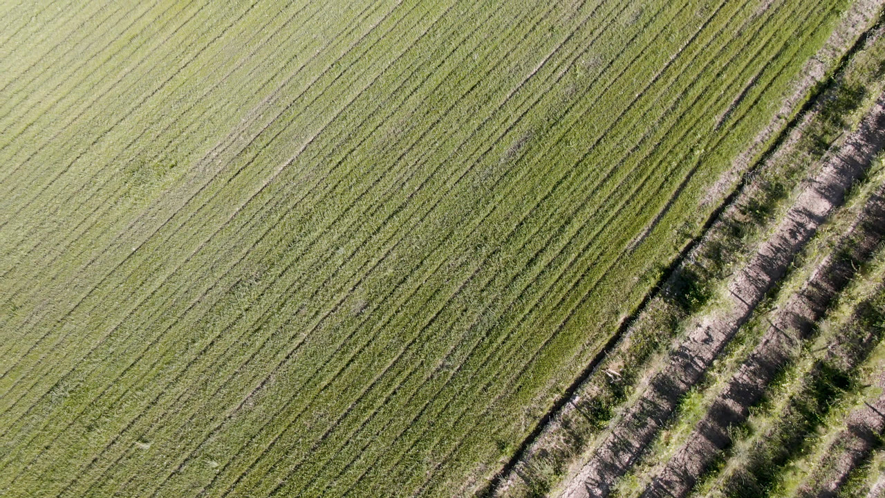 Top-down Palisades, Colorado farmland frame with dense green rows, faint tire-like field lines, and a brushy diagonal break along the right edge, no visible people.