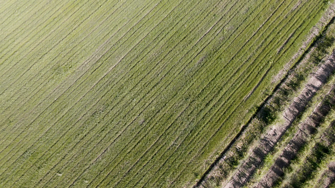 Aerial view over Palisades, Colorado crops, showing long diagonal rows and a dirt-and-brush corridor near the right side with no visible people.