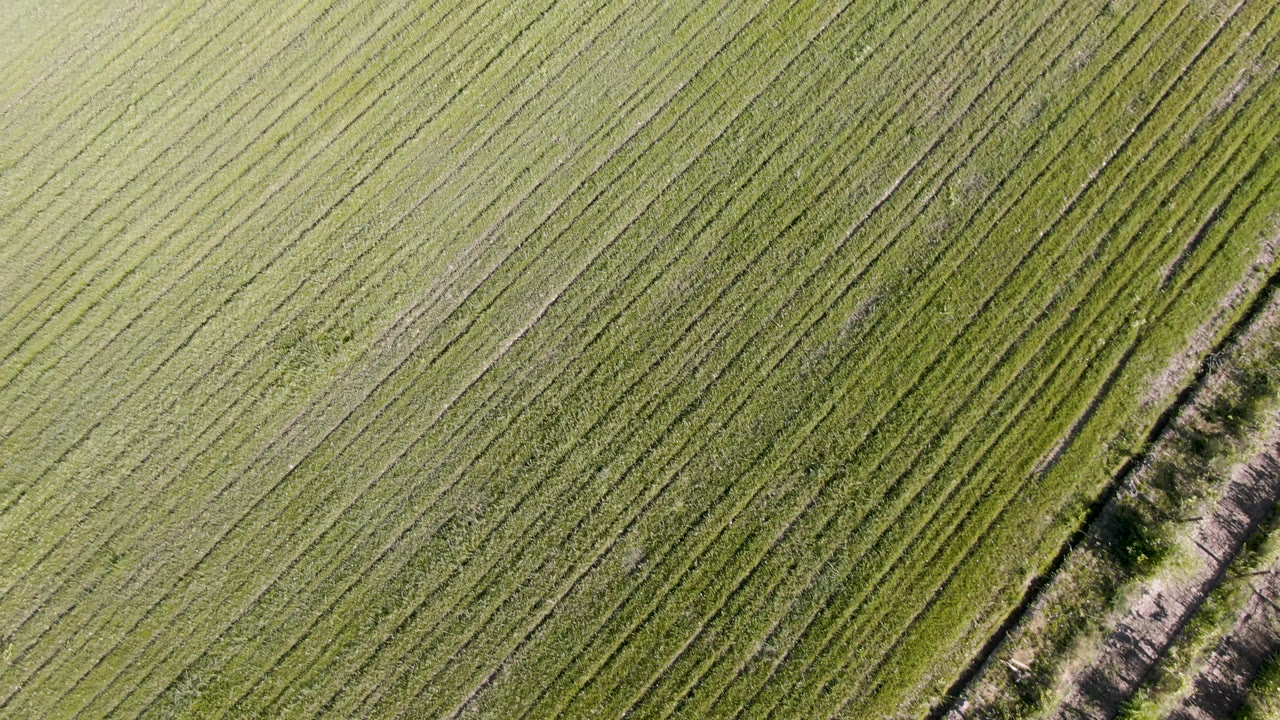 Overhead view of green fields in Palisades, Colorado, with diagonal crop rows, a narrow path near the lower center, and no visible people.
